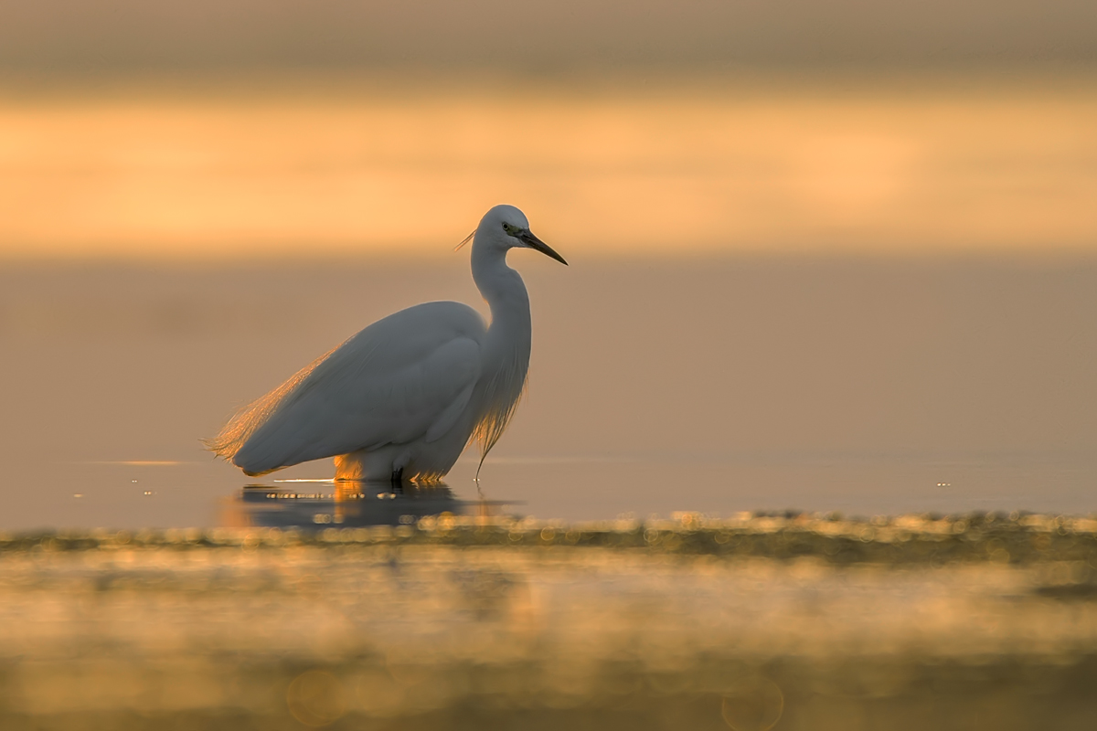 Biała dama Czapla nadobna (Egretta garzetta) Little Egret