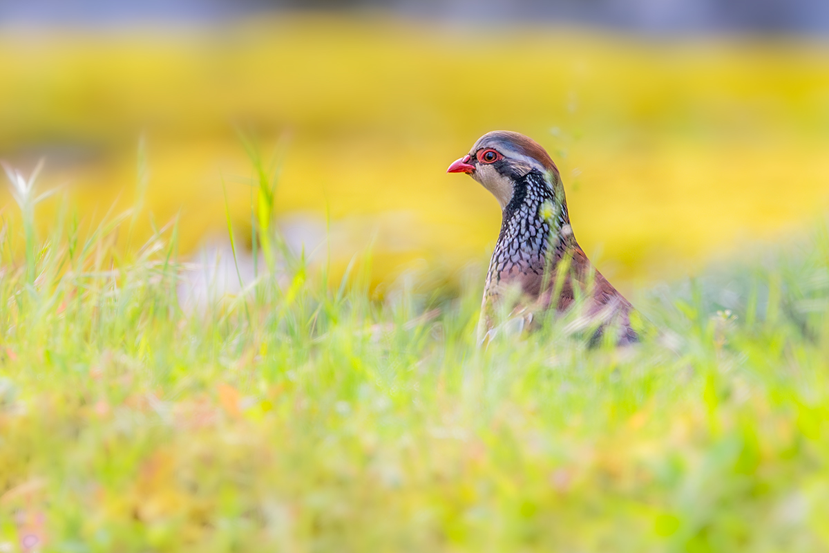 Góropatwa czerwona (Alectoris rufa)
