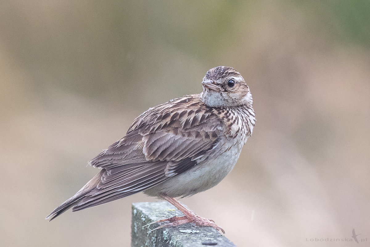 Lerka (Lullula arborea)