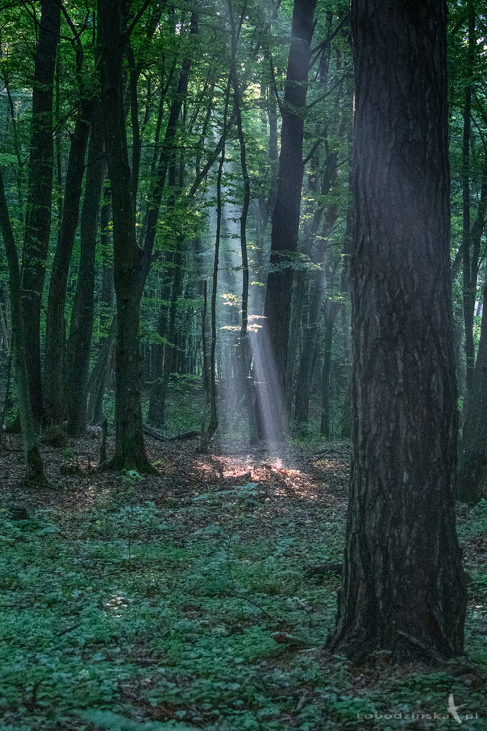 Poleski Park Narodowy