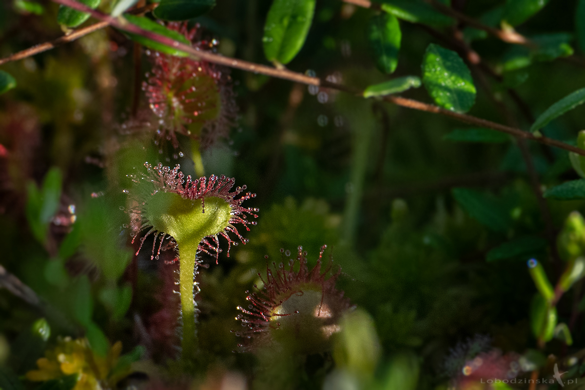 Rosiczka okrągłolistna (Drosera rotundifolia)