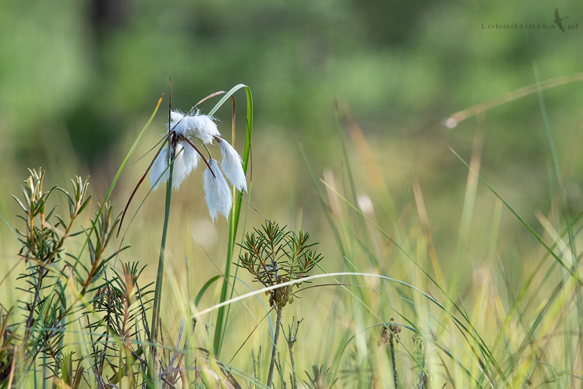 Wełnianka pochwowata (Eriophorum vaginatum)