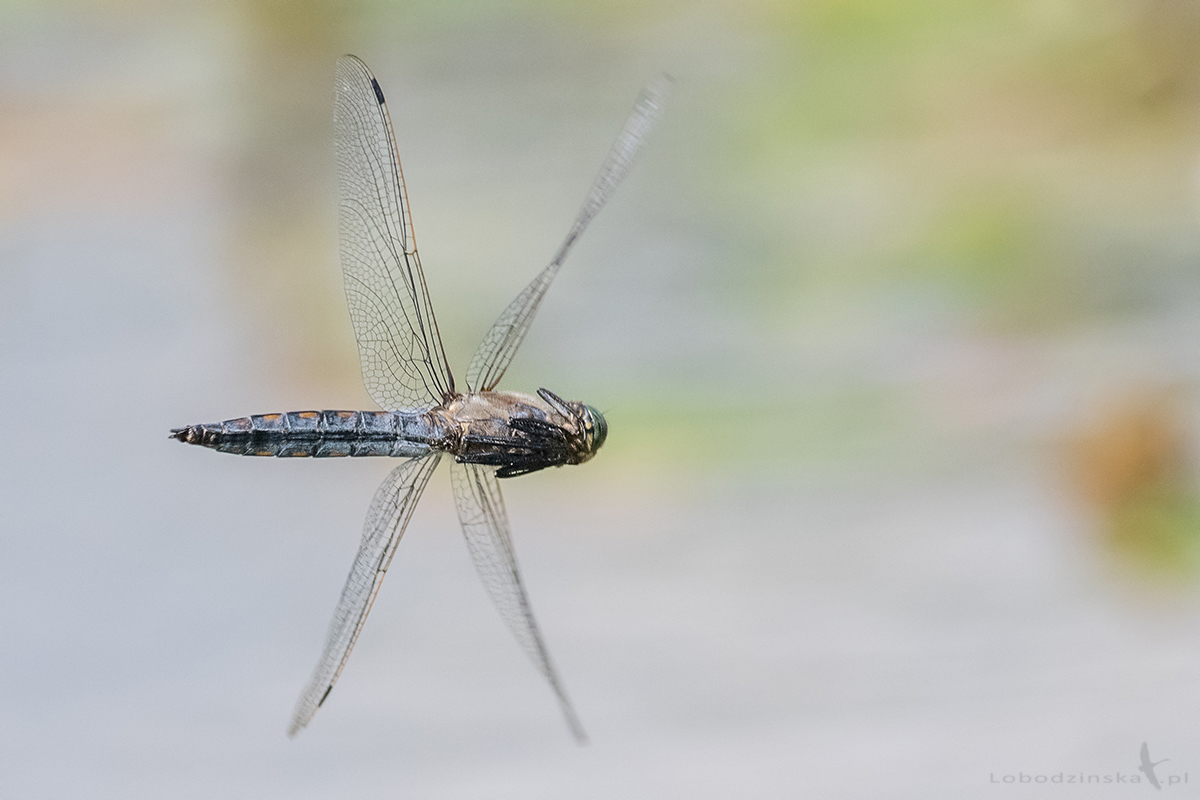 Lecicha pospolita Orthetrum cancellatum