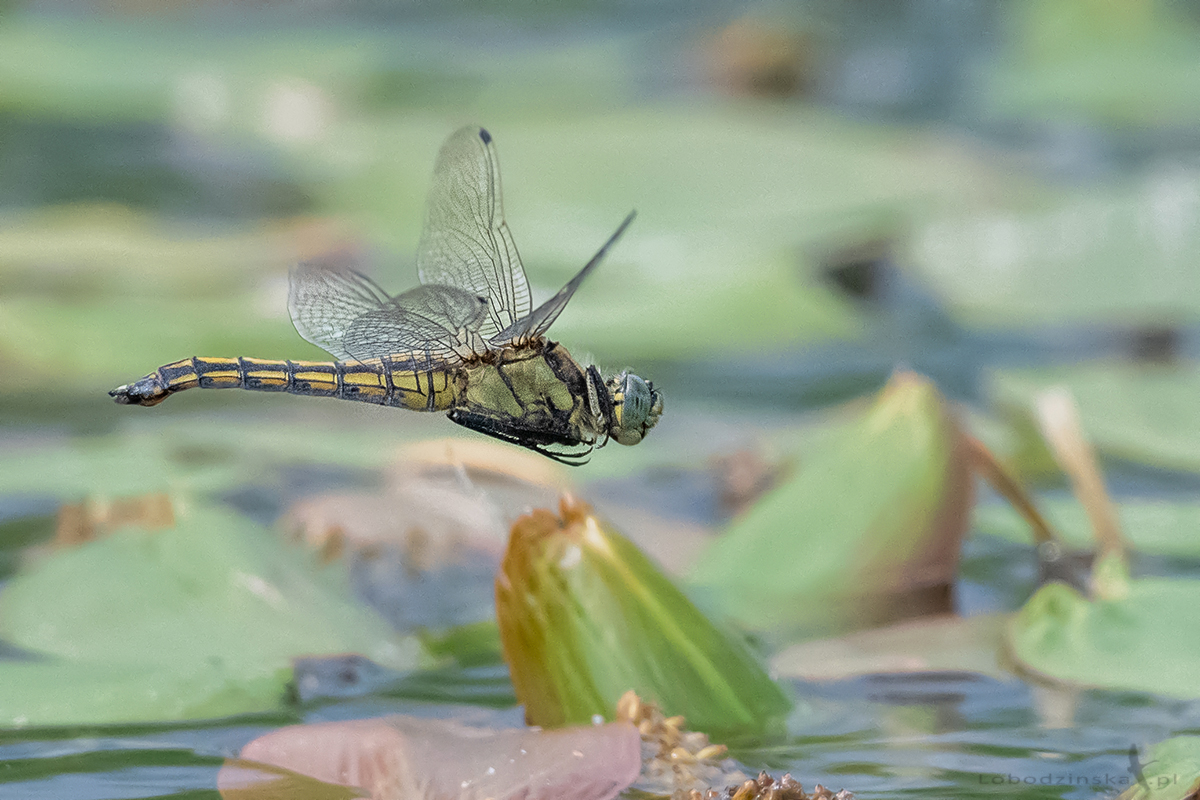 Lecicha pospolita Orthetrum cancellatum