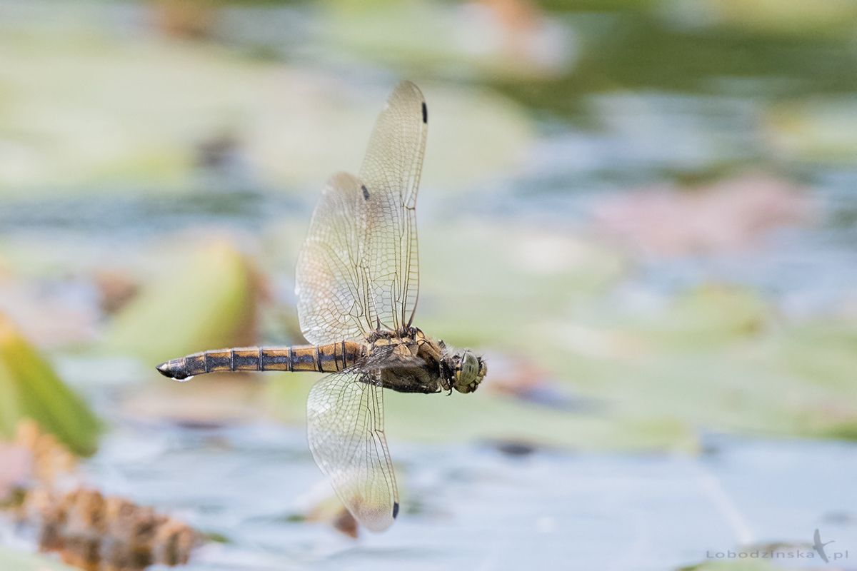 Lecicha pospolita Orthetrum cancellatum