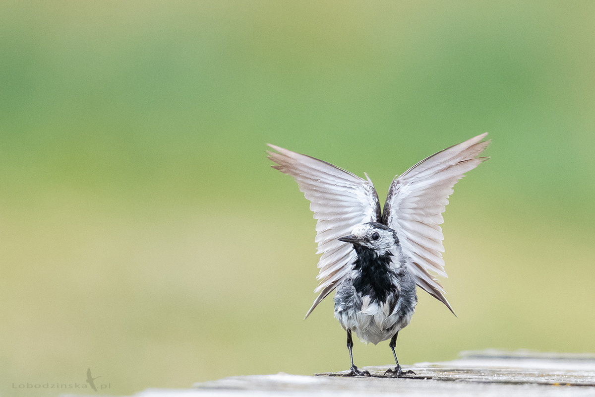 Motylem być - Pliszka siwa (Motacilla alba) - Polesie