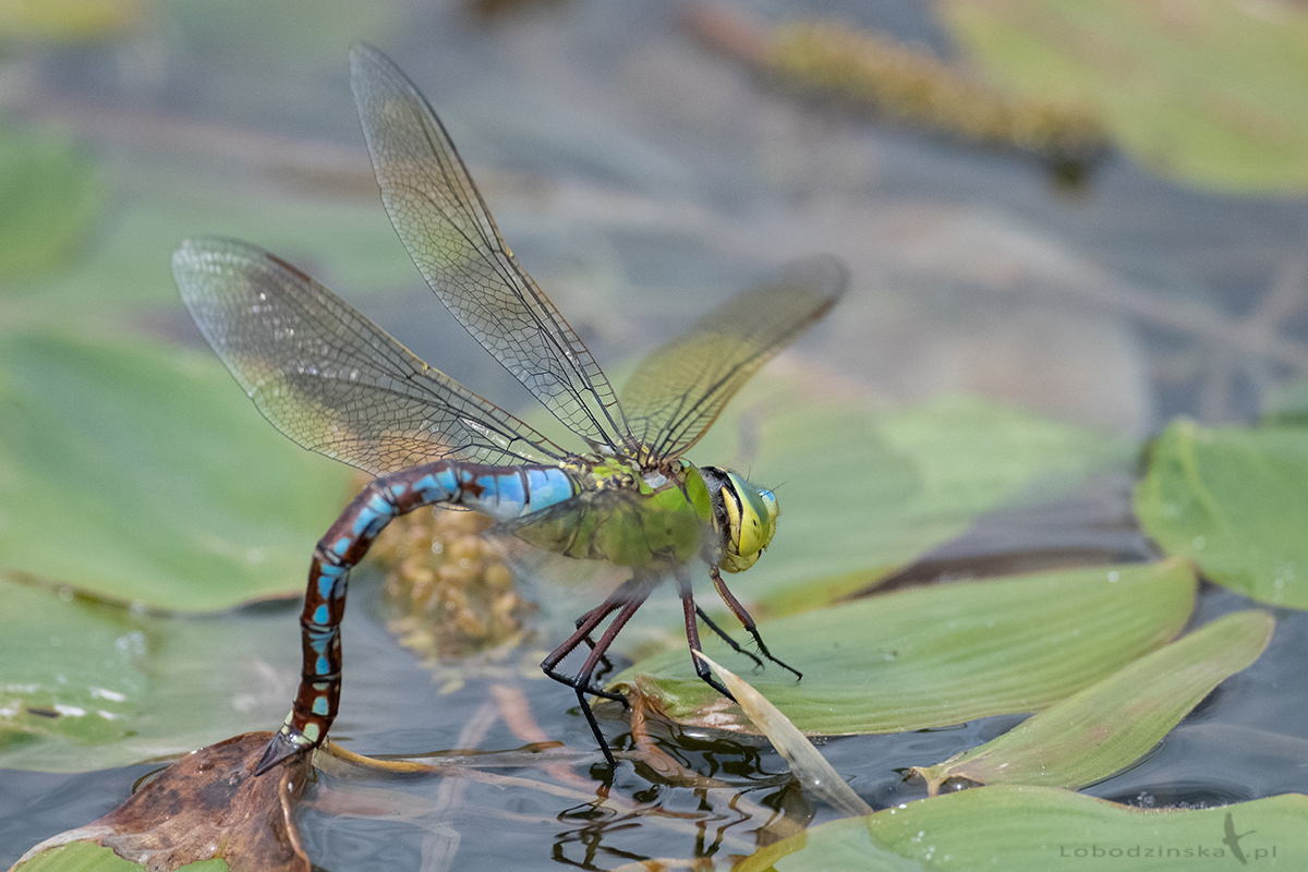 Husarz władca (Anax imperator)