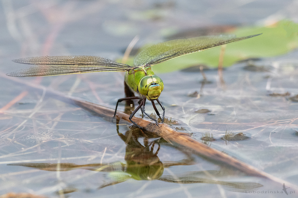 Husarz władca (Anax imperator)