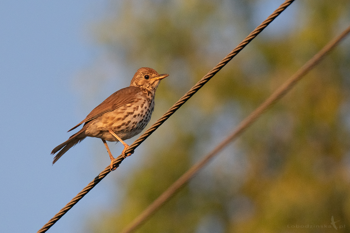 Drozd śpiewak (Turdus philomelos)