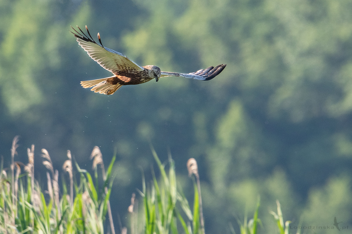 Błotniak stawowy (Circus aeruginosus)