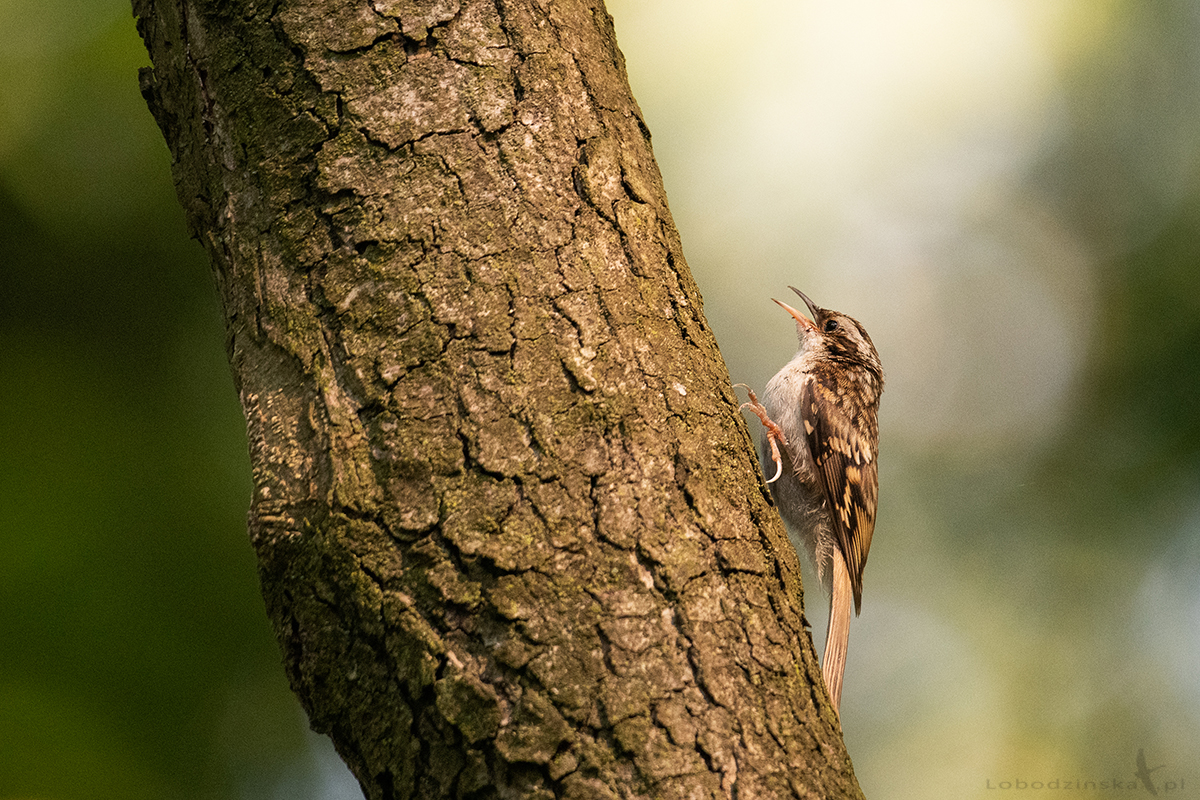 Pełzacz leśny (Certhia familiaris)