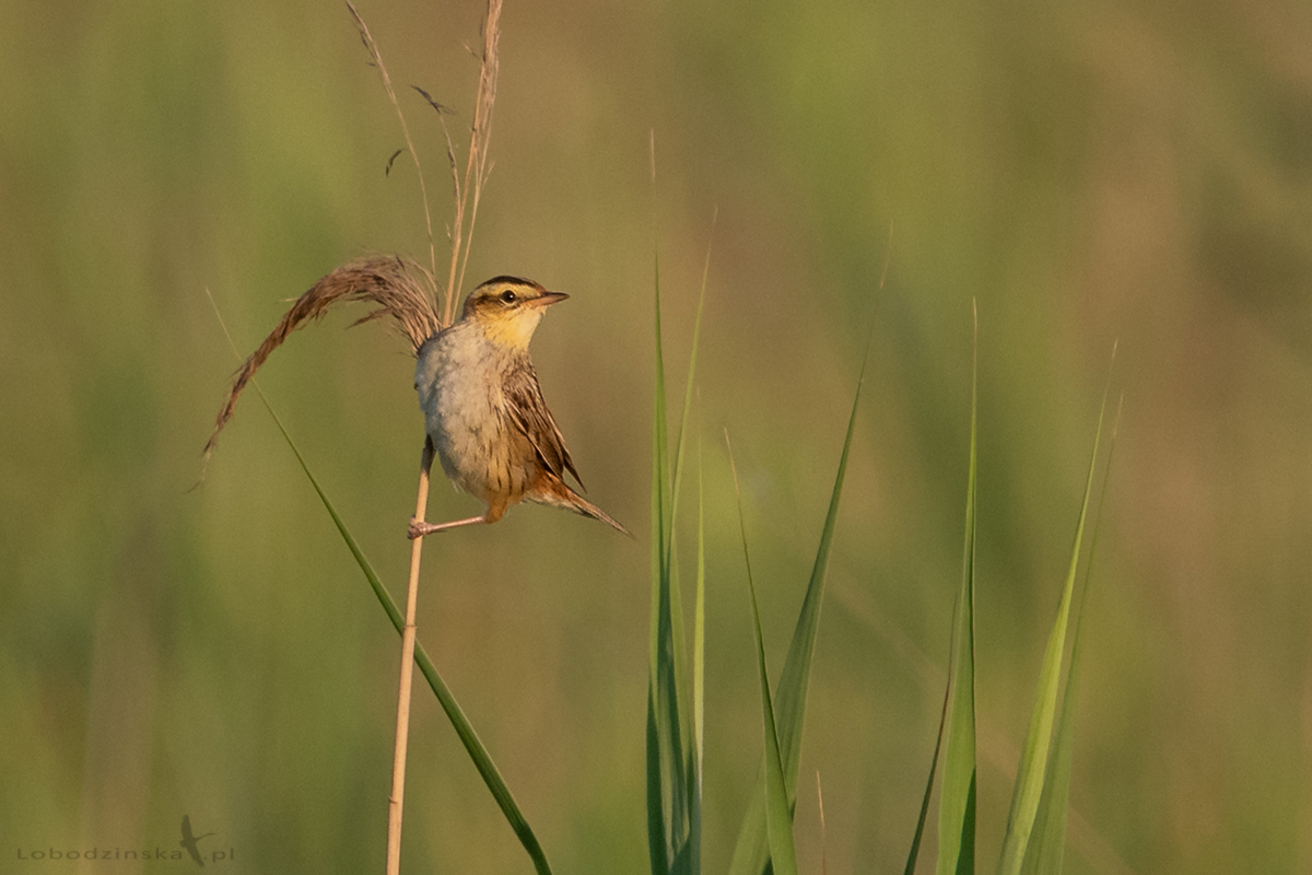 Wodniczka (Acrocephalus paludicola)