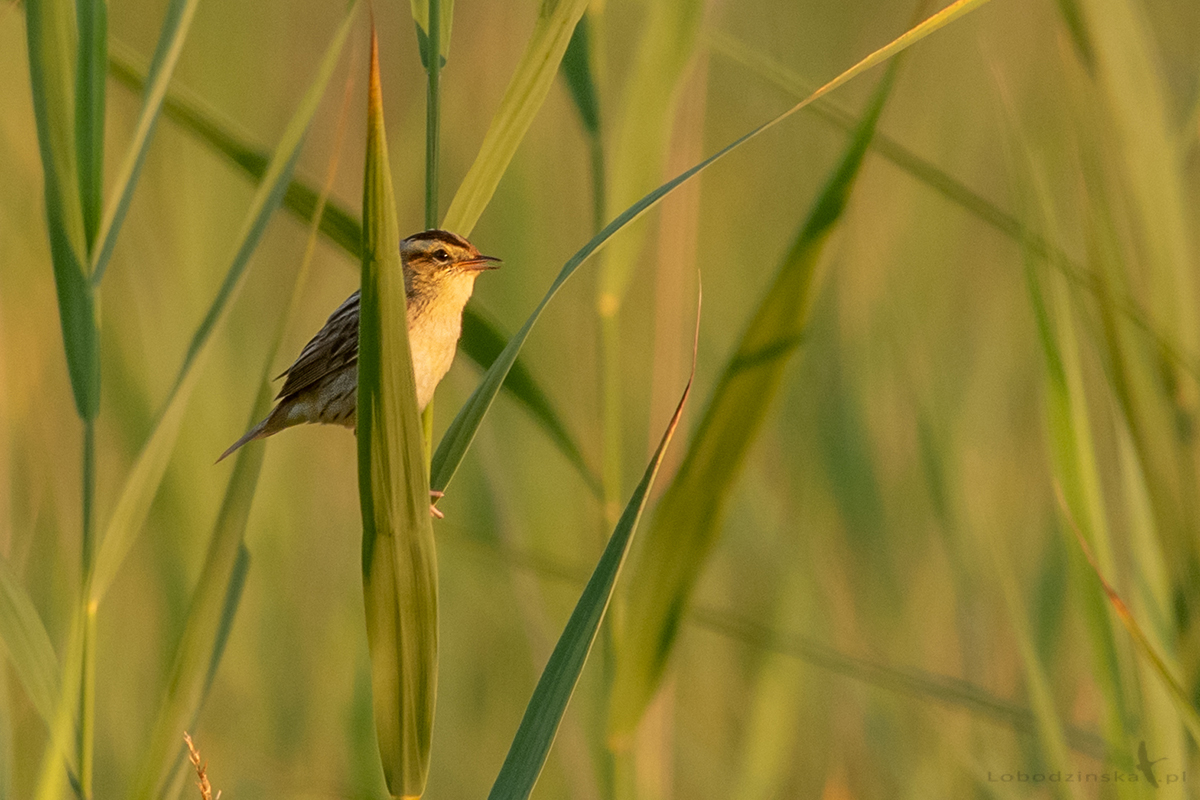 Wodniczka (Acrocephalus paludicola)