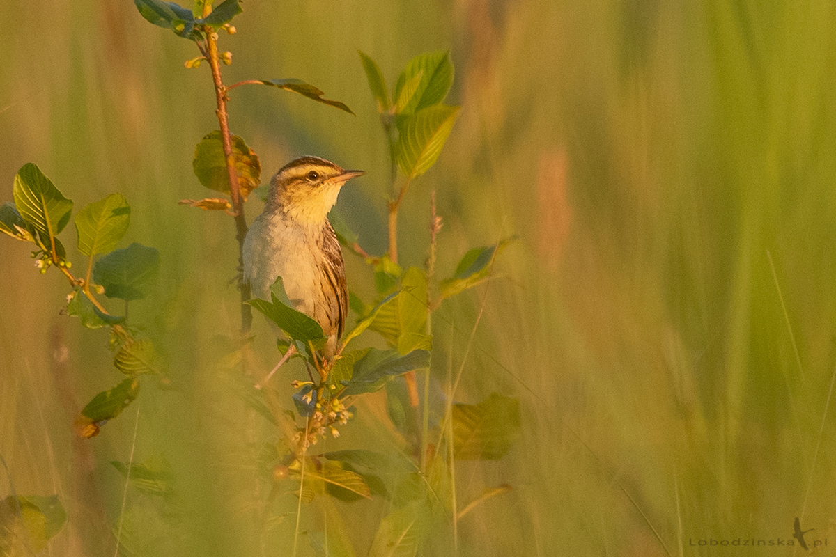 Wodniczka (Acrocephalus paludicola)