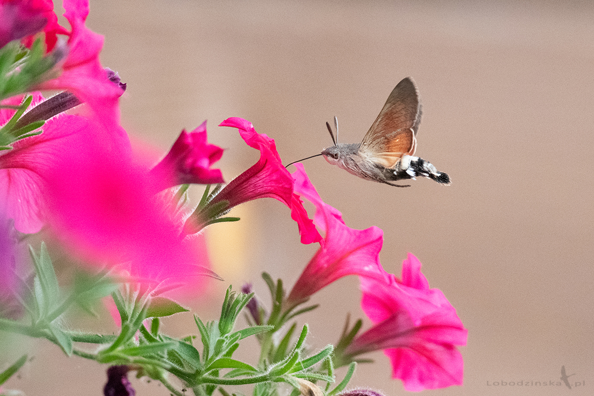 Fruczak gołąbek (Macroglossum stellatarum)