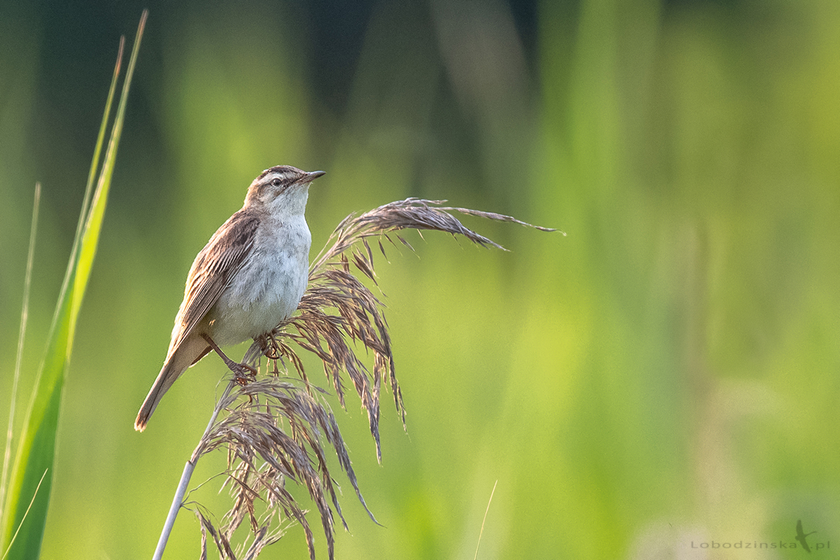 Rokitniczka (Acrocephalus schoenobaenus)