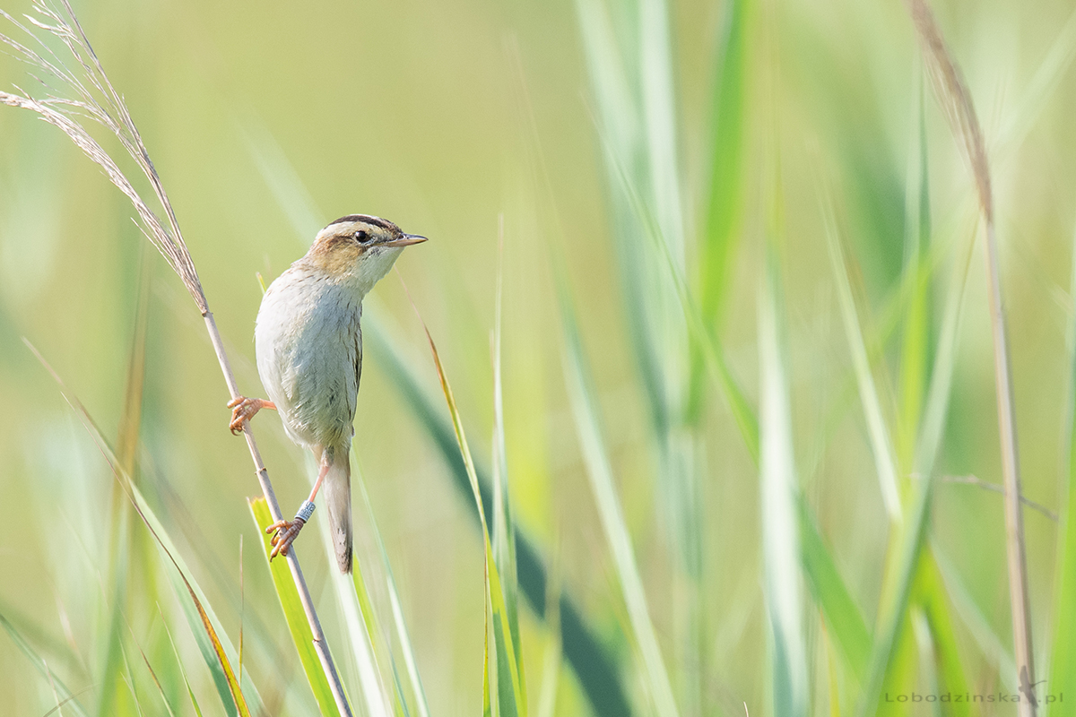 Wodniczka (Acrocephalus paludicola)