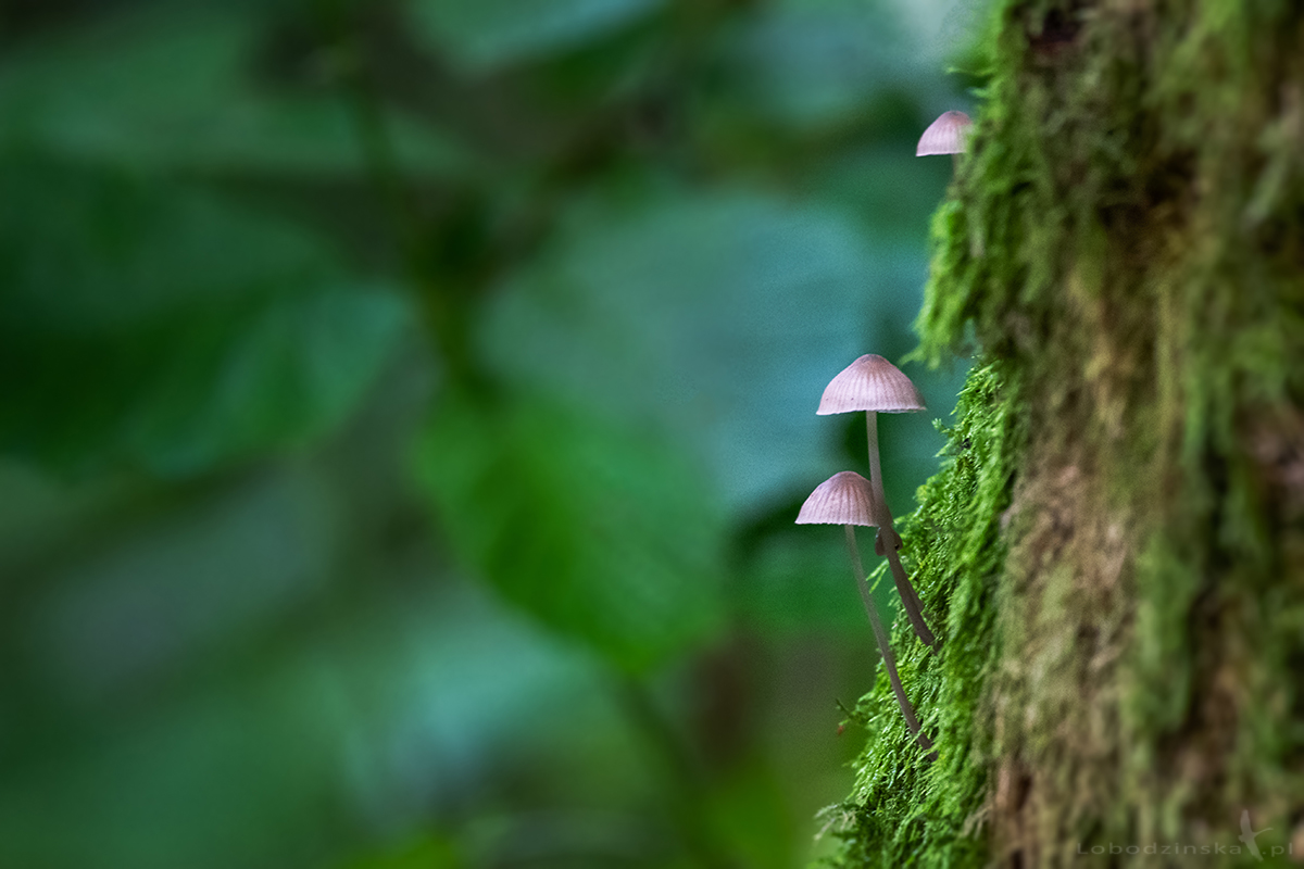 Chowają się za drzewami, w czapkach przystrojone - Poleski Park Narodowy