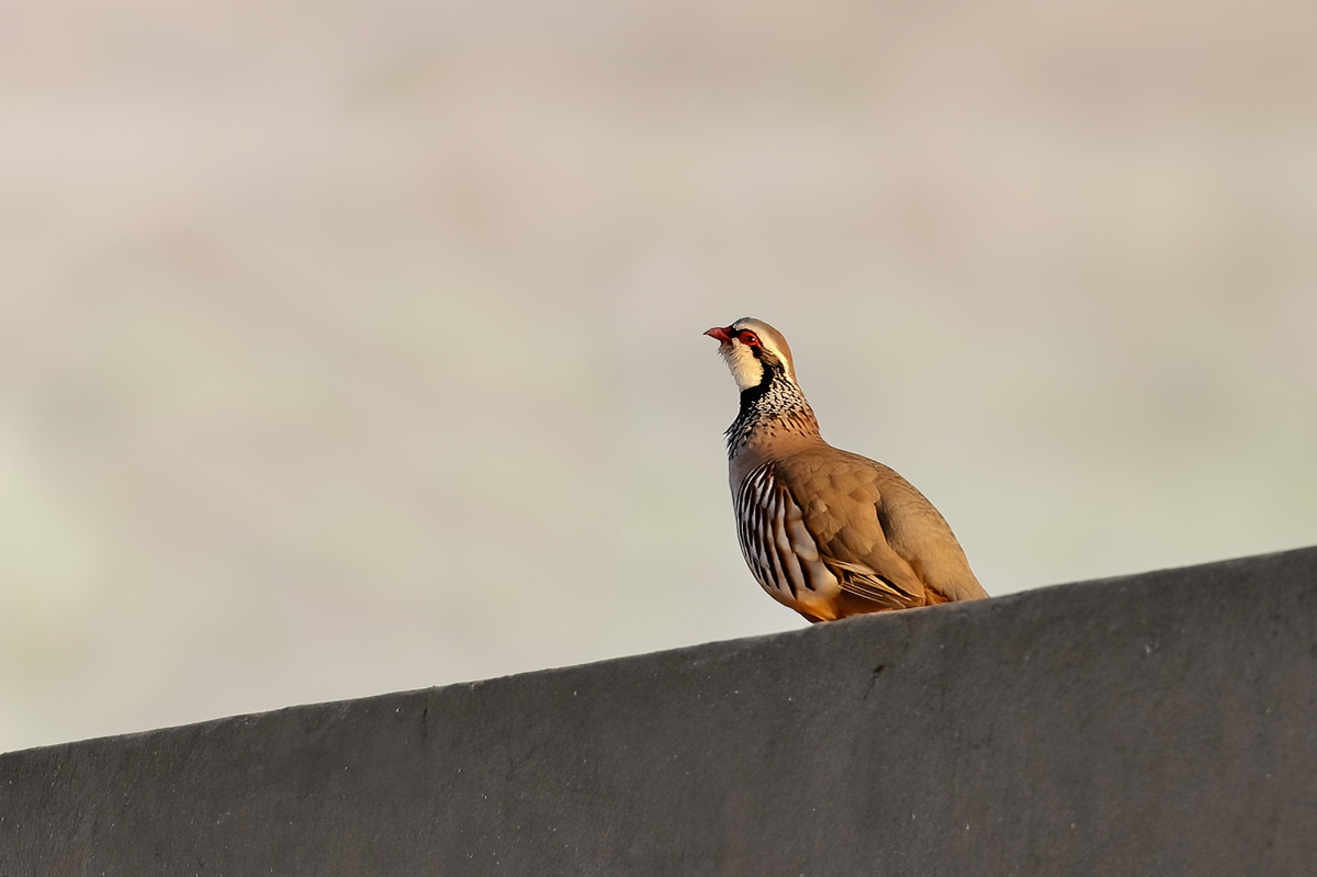 Góropatwa czerwona (Alectoris rufa)