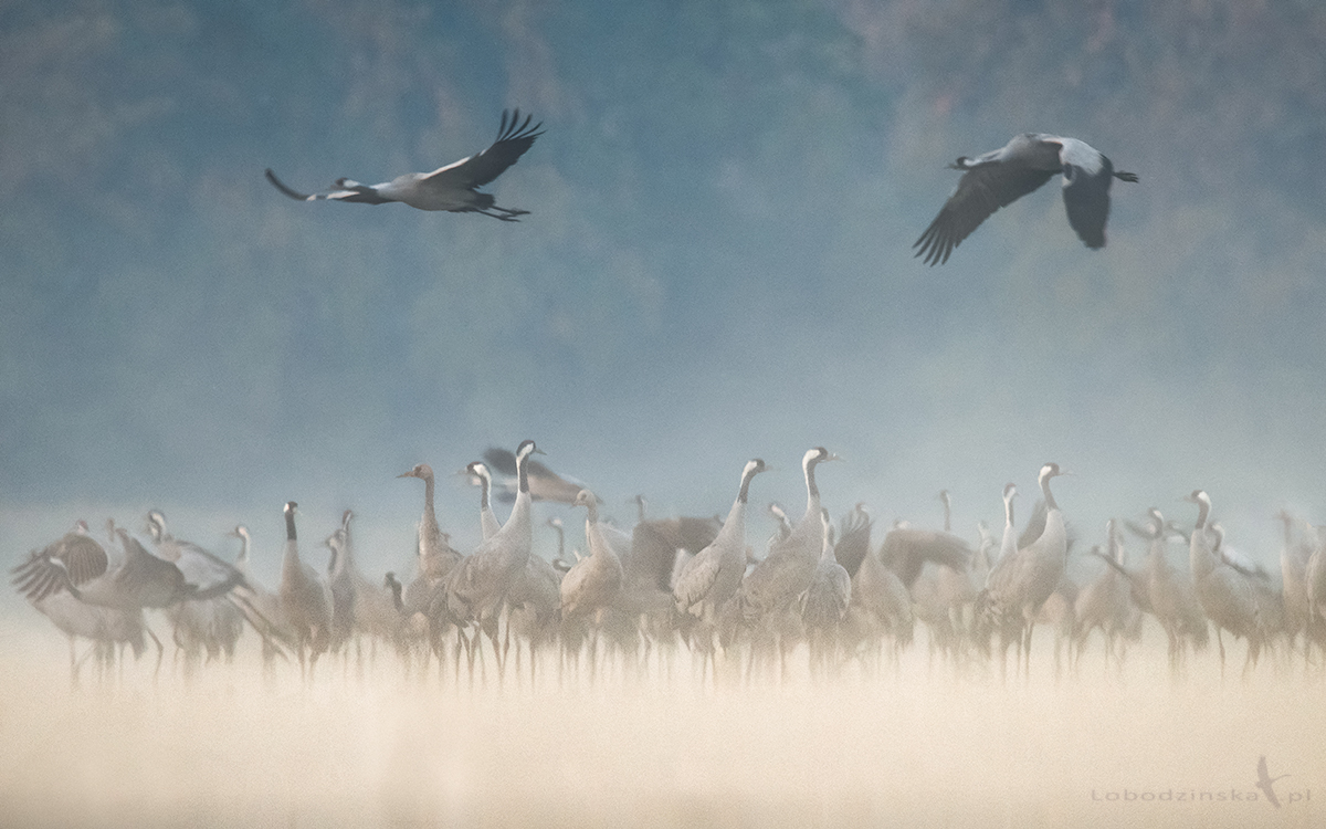 Żurawie - Cranes (Grus grus), Dolina Baryczy