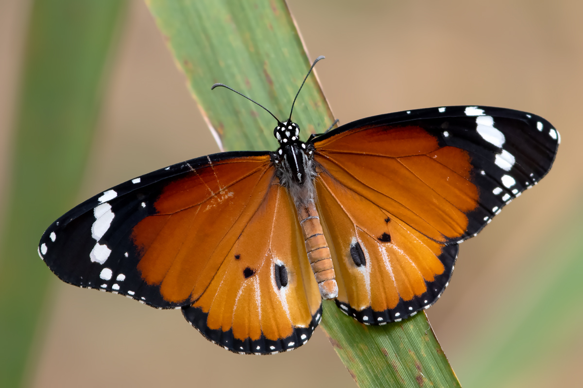 Monarcha złocisty (Danaus chrysippus)
