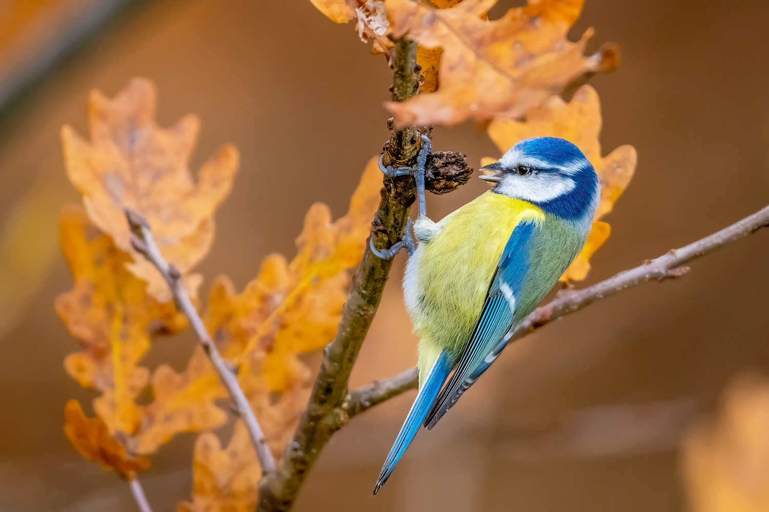 Modraszka (Parus caeruleus) - Śpiewaczka estradowa