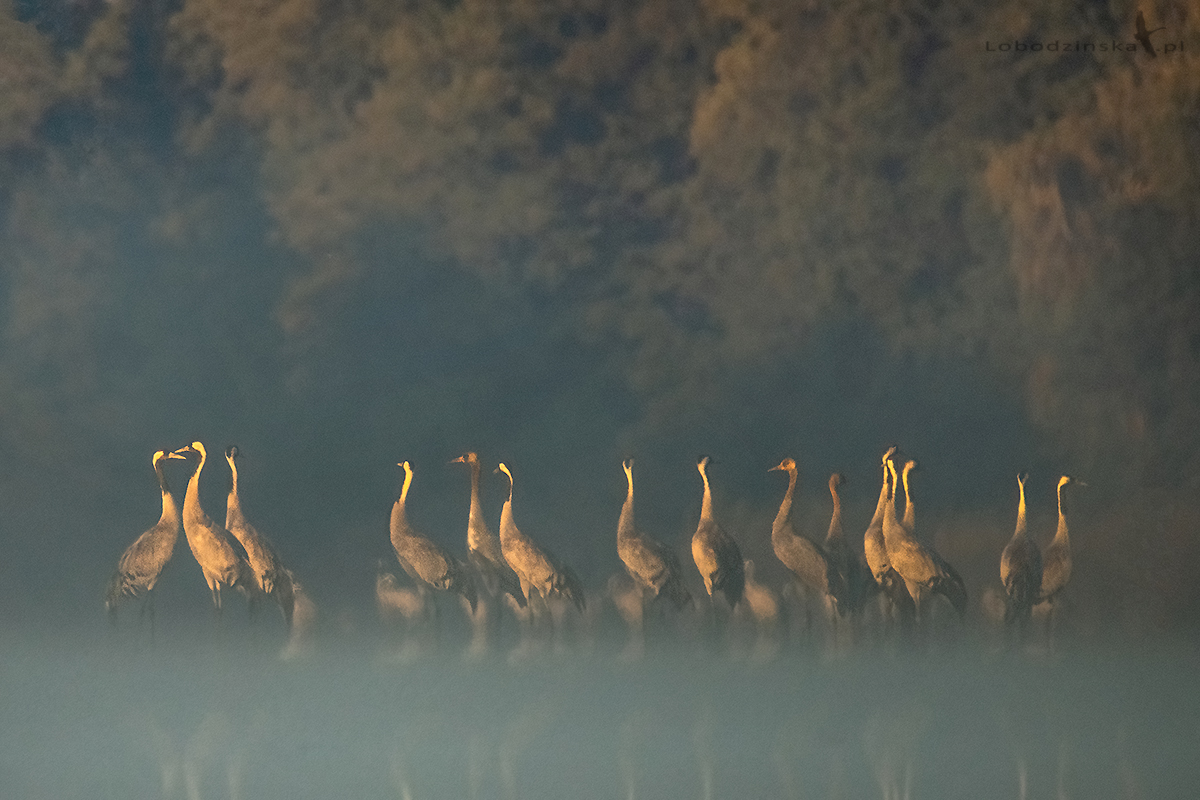 Żurawie - Cranes (Grus grus)