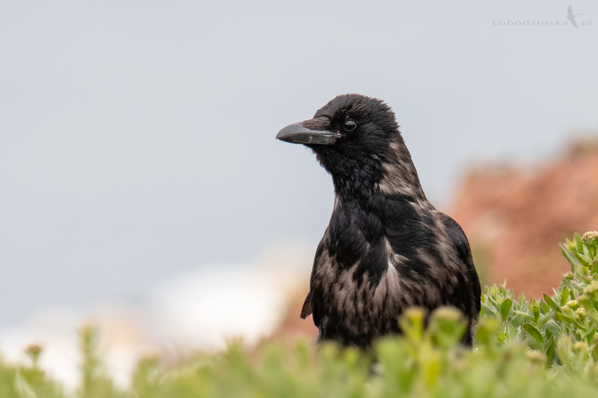 Czarnowron - hybryda (Corvus corone corone) - Helgoland