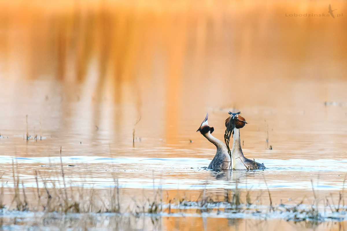 Perkozy dwuczube (Podiceps cristatus)