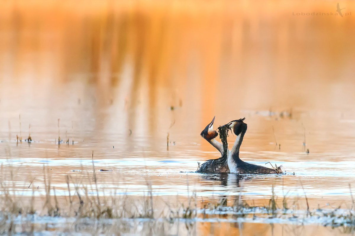 Perkozy dwuczube (Podiceps cristatus)