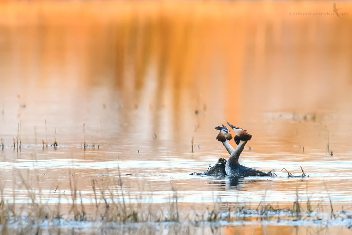 Perkozy dwuczube (Podiceps cristatus)