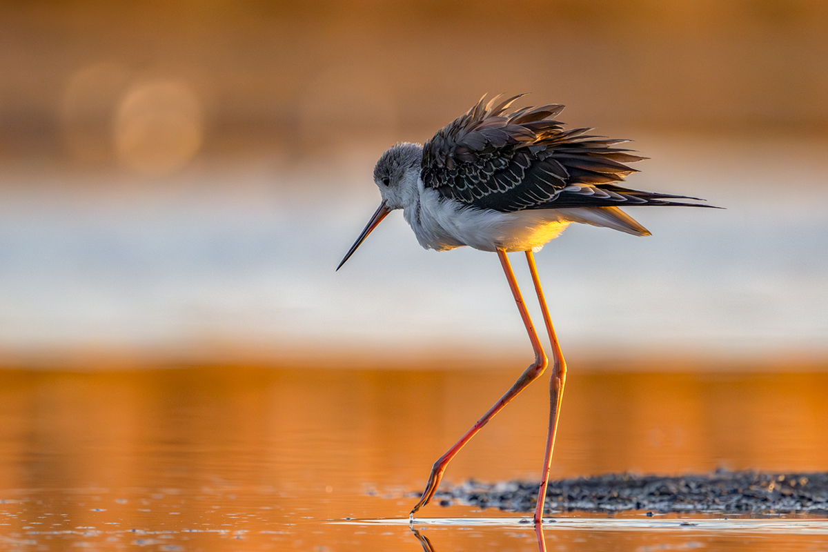 Szczudłak (Himantopus himantopus)