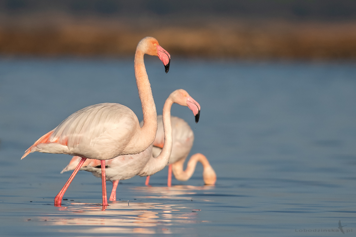 Flamingi różowe (Phoenicopterus roseus) - Hiszpania