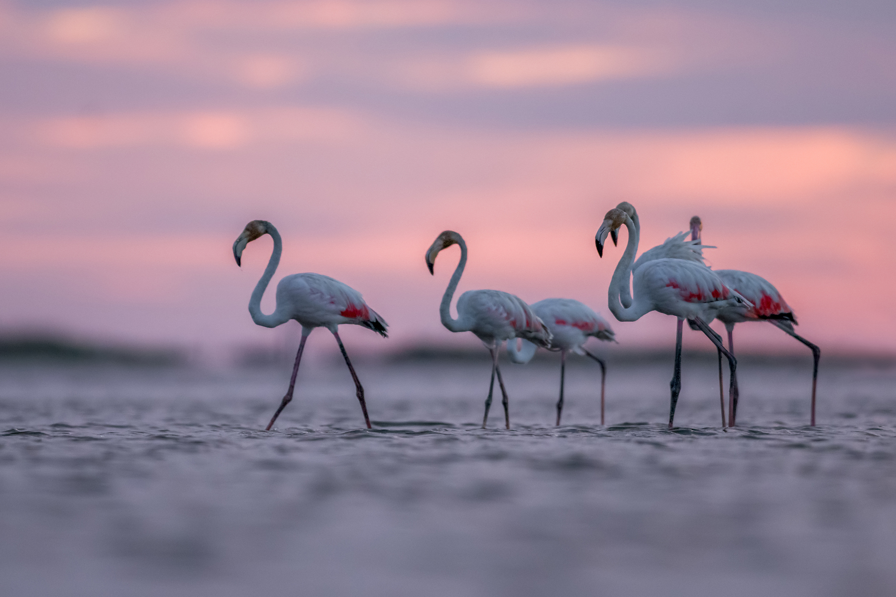 Flamingi różowe (Phoenicopterus roseus)