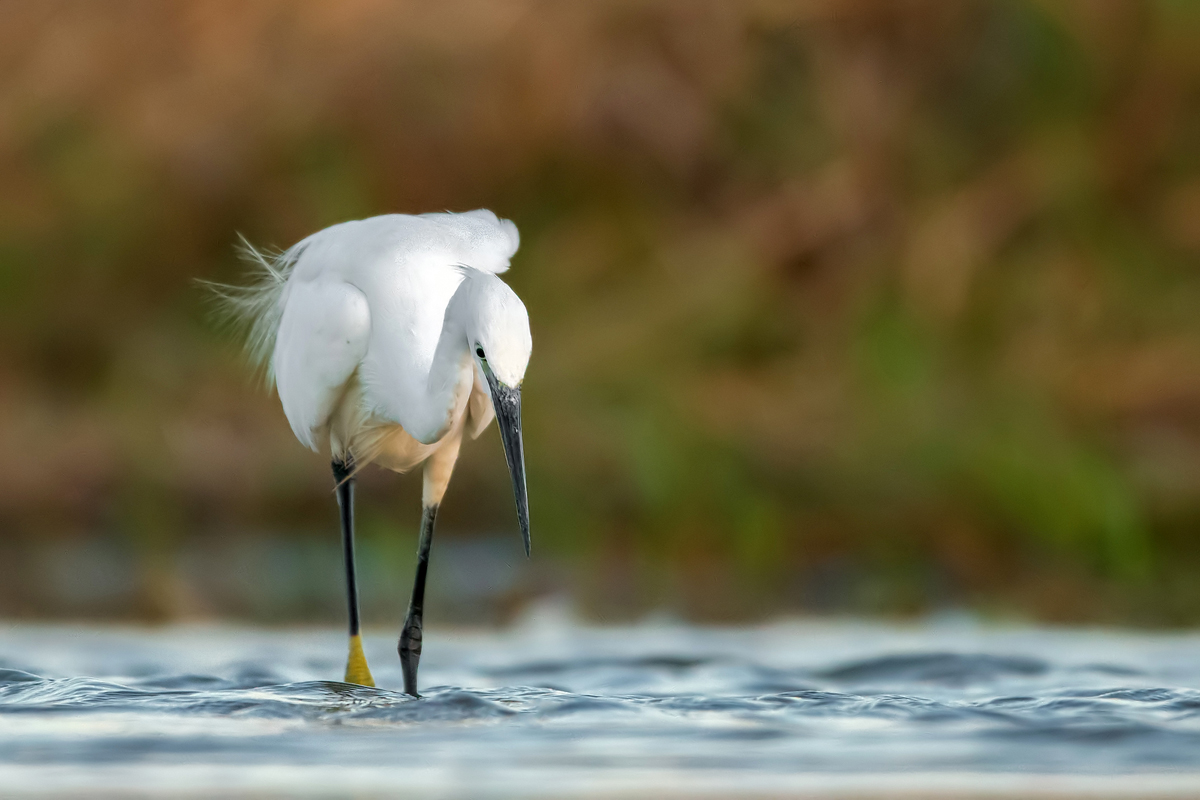 Czapla nadobna (Egretta garzetta)