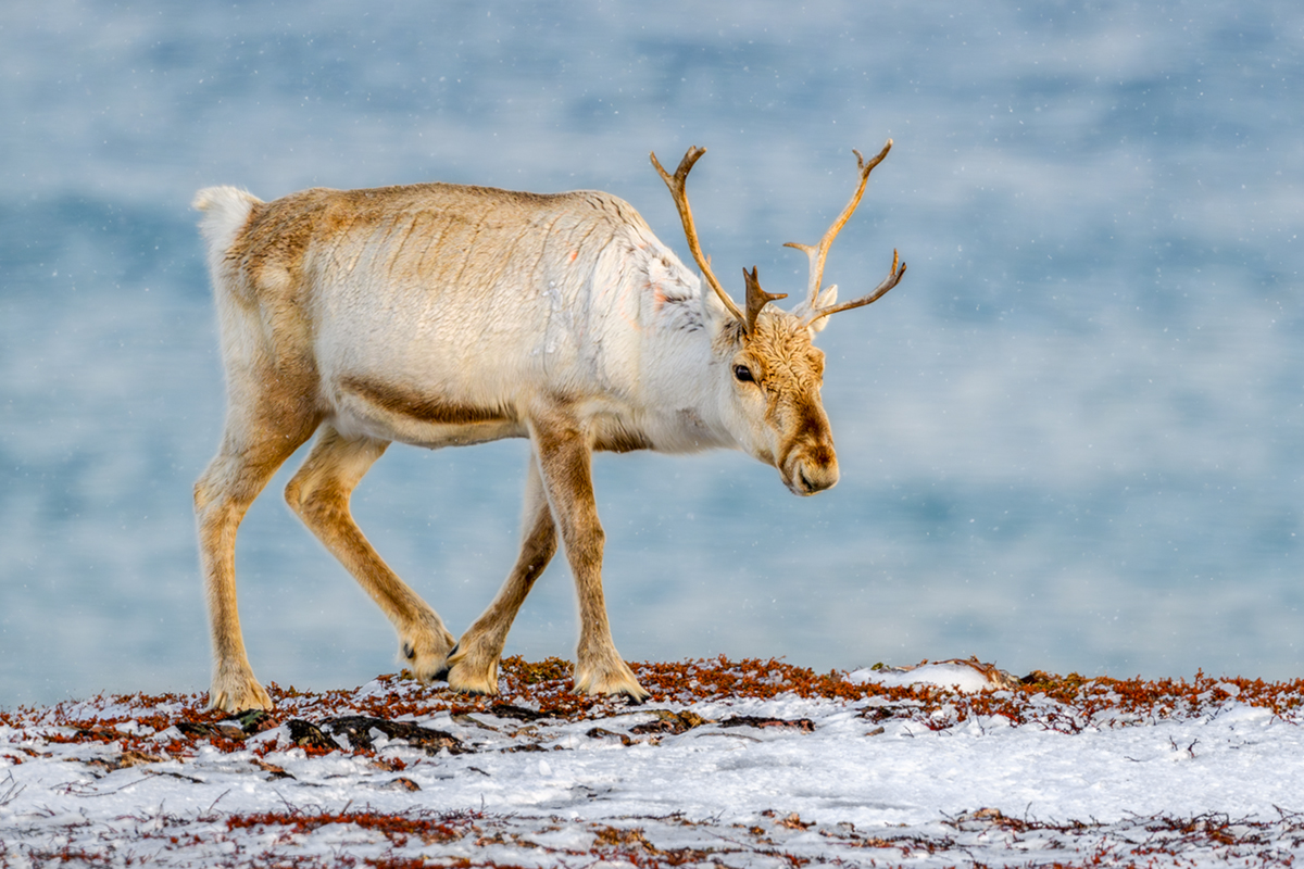 Renifer (rangifer tarandus)