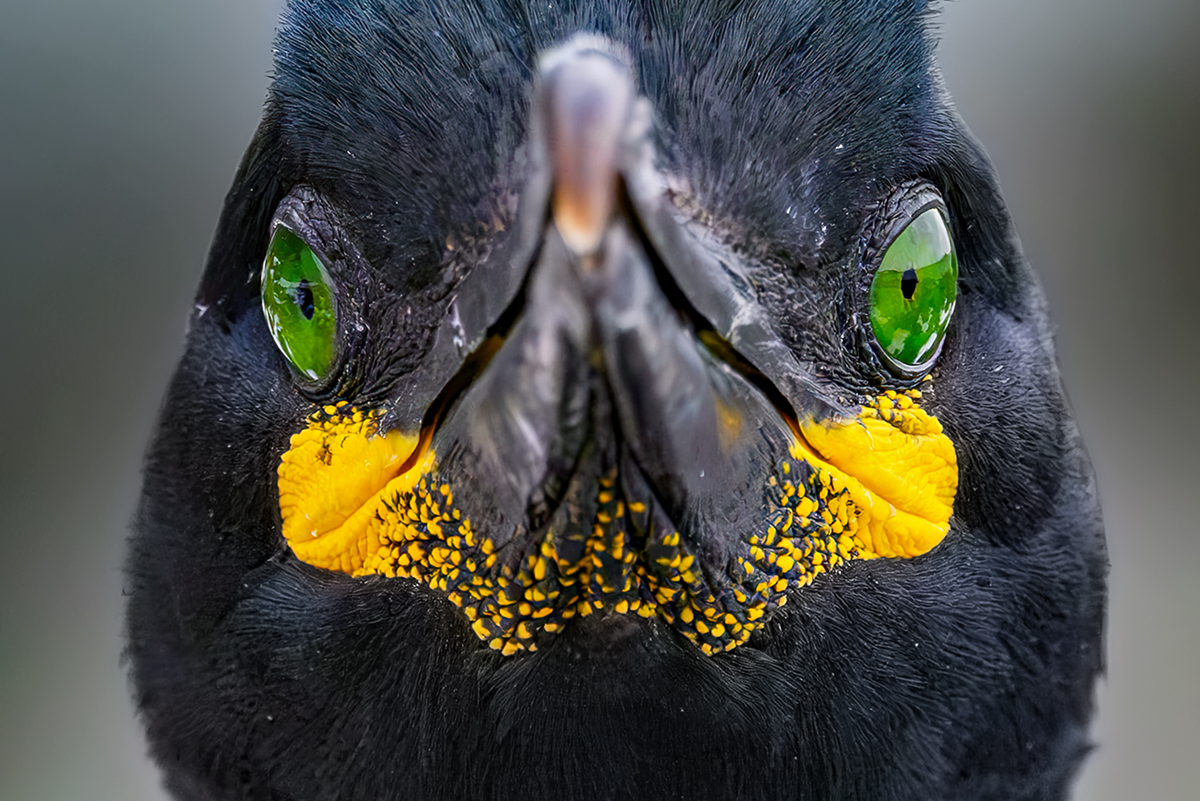 Kormoran czubaty (Gulosus aristotelis)