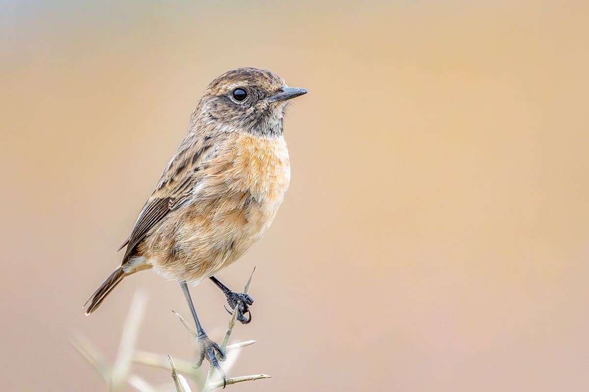 Kląskawka (Saxicola torquata)