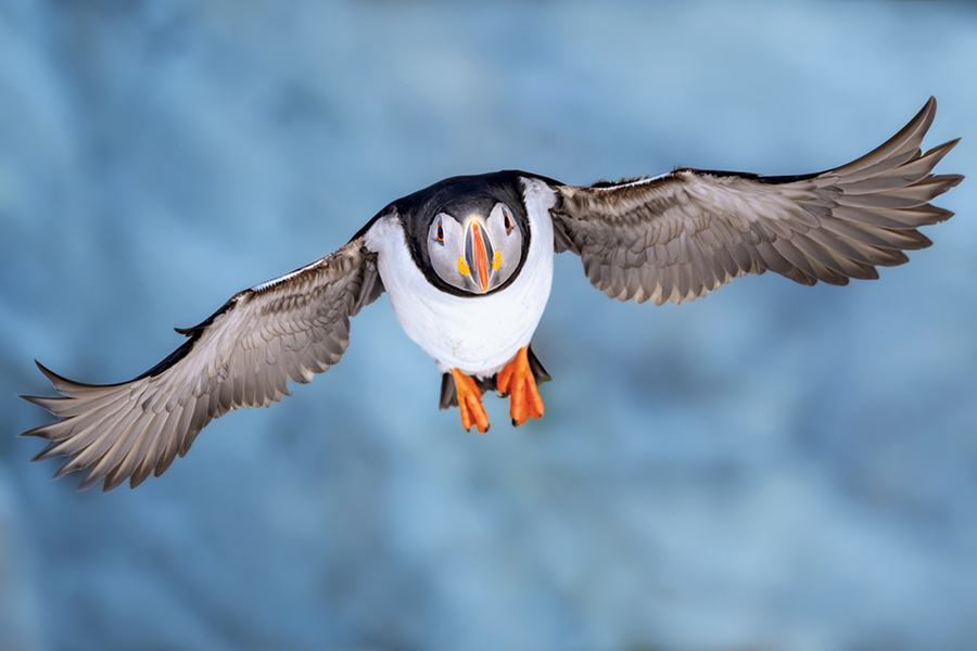 Maskonur (Fratercula arctica)