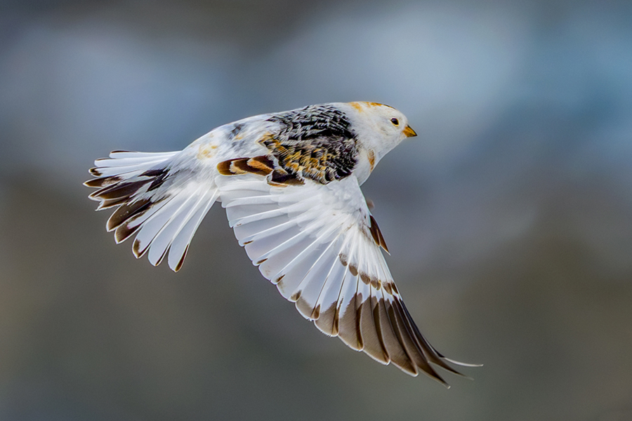 Śnieguła (Plectrophenax nivalis)