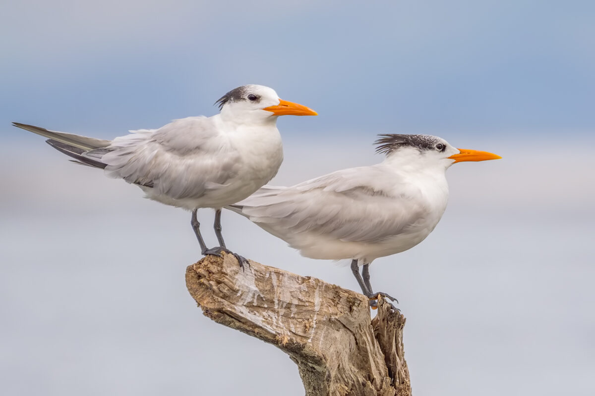 Rybitwa królewska (Thalasseus maximus)